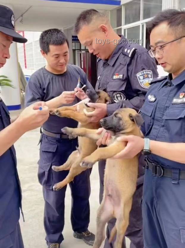 **警犬老周的“实习生拒绝记”**
